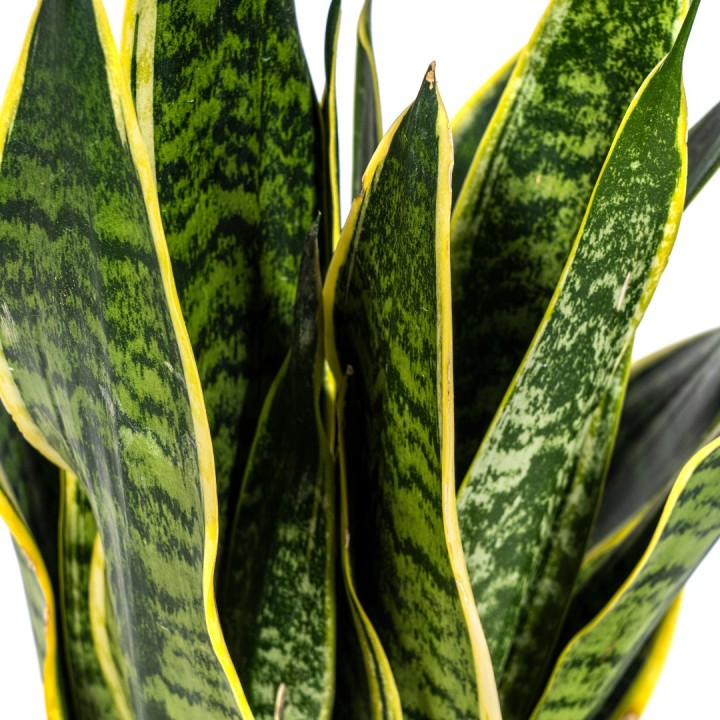 Sansevieria Trifasciata Futura Superba Ø17Cm - ↕45 - 55Cm