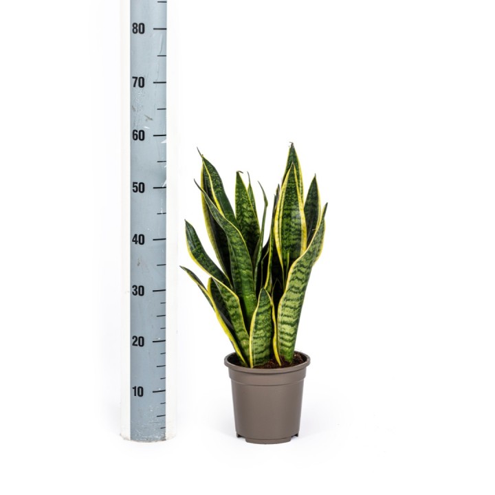 Sansevieria Trifasciata Futura Superba Ø17Cm - ↕45 - 55Cm