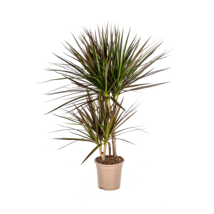 Dracaena Marginata Magenta Ø17Cm - ↕50 - 70Cm