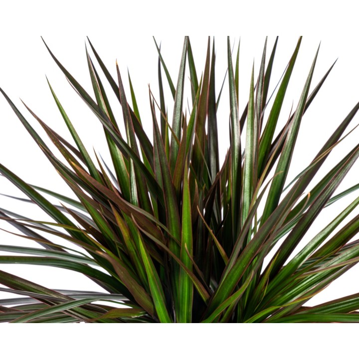 Dracaena Marginata Magenta Ø17Cm - ↕50 - 70Cm