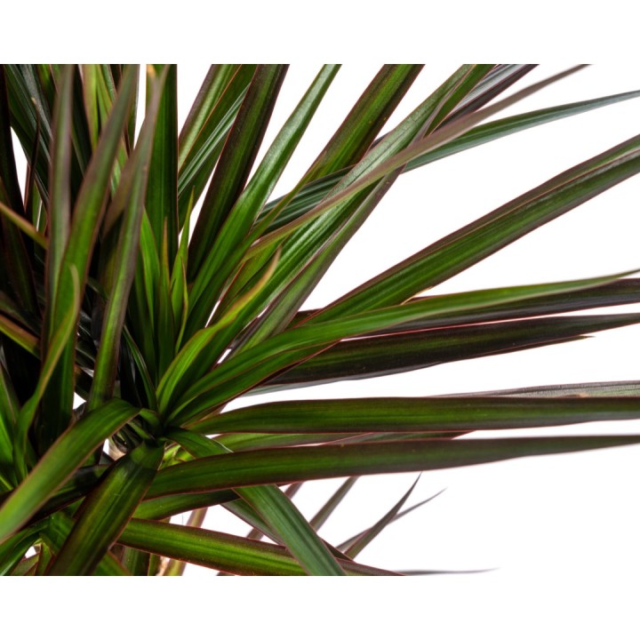 Dracaena Marginata Magenta Ø17Cm - ↕50 - 70Cm