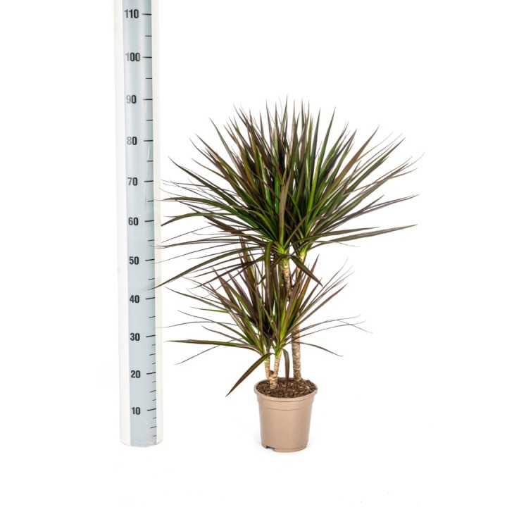 Dracaena Marginata Magenta Ø17Cm - ↕50 - 70Cm