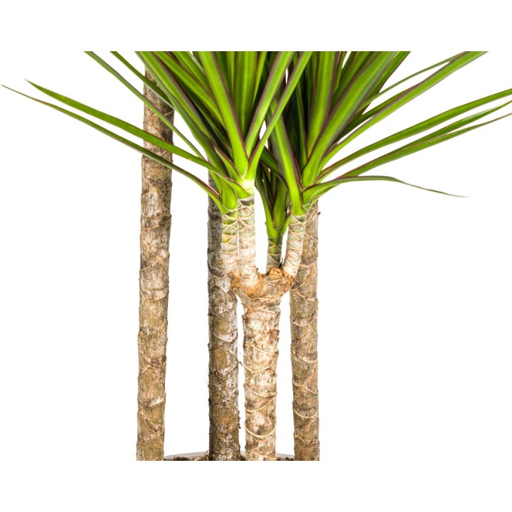 Dracaena Marginata Green Ø27Cm - ↕170 - 190Cm