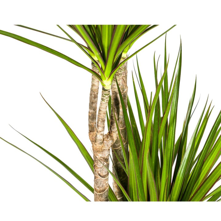 Dracaena Marginata Green Ø27Cm - ↕170 - 190Cm