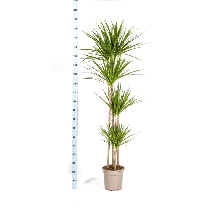 Dracaena Marginata Green Ø27Cm - ↕170 - 190Cm
