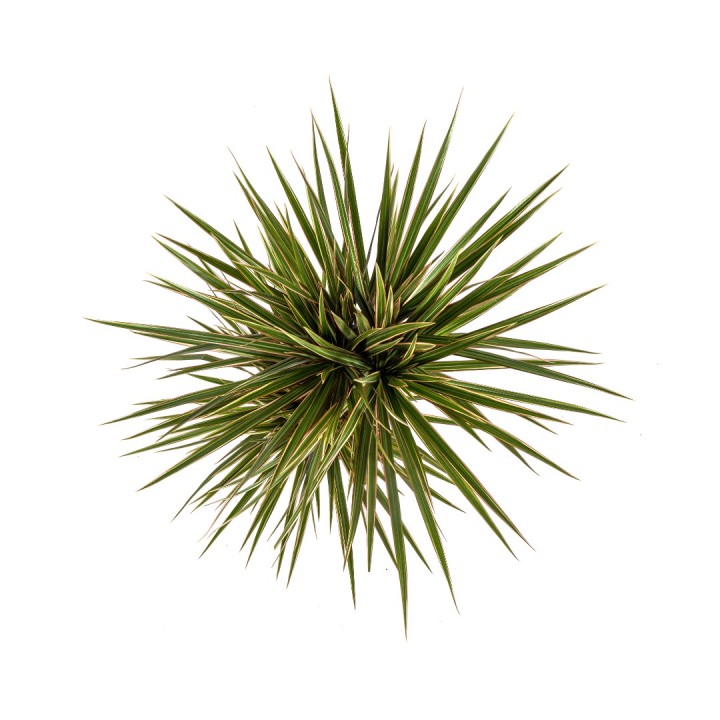 Dracaena Marginata Bicolor Ø17Cm - ↕50 - 70Cm