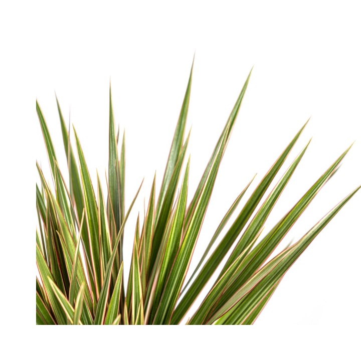 Dracaena Marginata Bicolor Ø17Cm - ↕50 - 70Cm