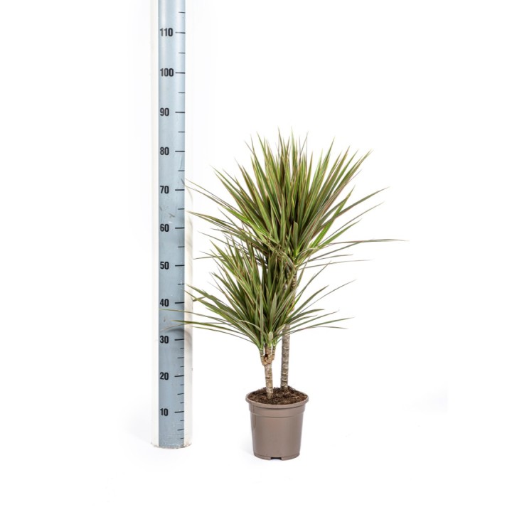 Dracaena Marginata Bicolor Ø17Cm - ↕50 - 70Cm