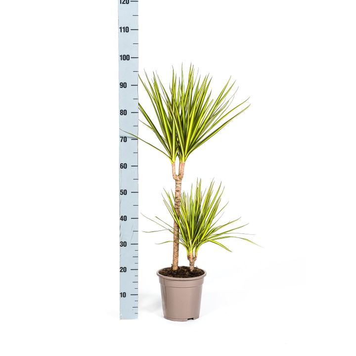 Dracaena Marginata Sunray Ø19Cm - ↕80-100Cm