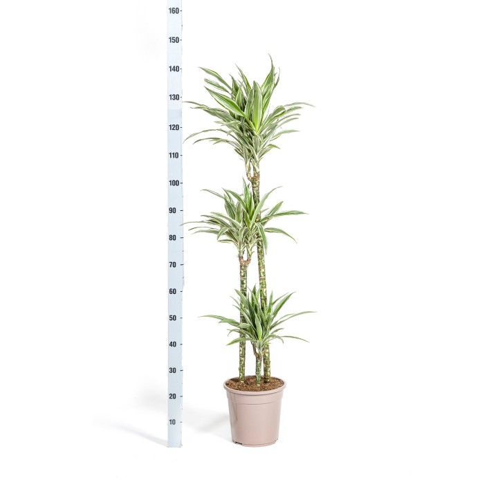 Dracaena Deremensis White Stripe Ø24Cm - ↕130 - 150Cm