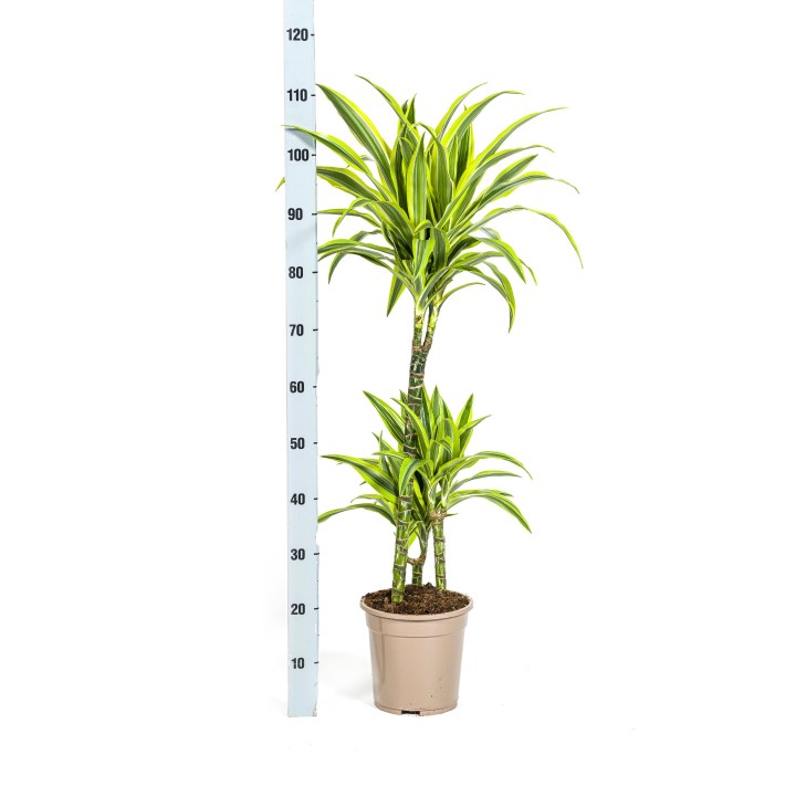 Dracaena Deremensis Lemon Lime Ø21Cm - ↕90 - 110Cm
