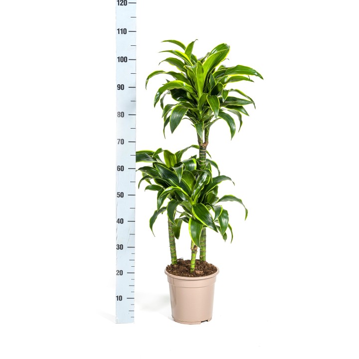 Dracaena Deremensis Dorado Ø21Cm - ↕100 - 120Cm