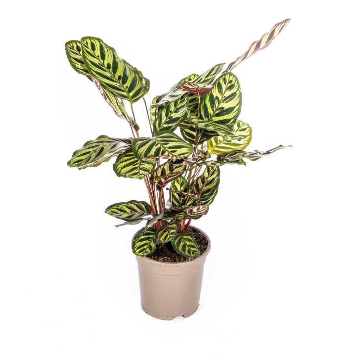 Calathea Makoyana Ø17Cm - ↕40 - 50Cm