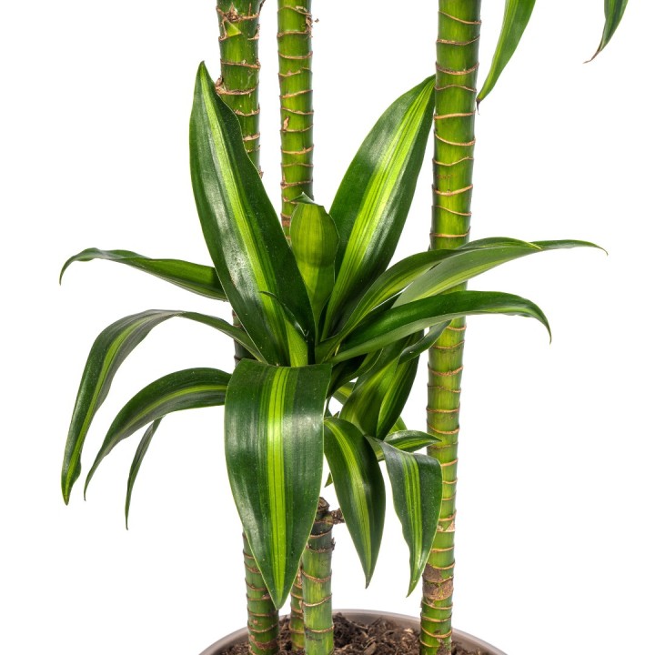 Dracaena Deremensis Hawaiian Sunshine Ø27Cm - ↕170 - 190Cm