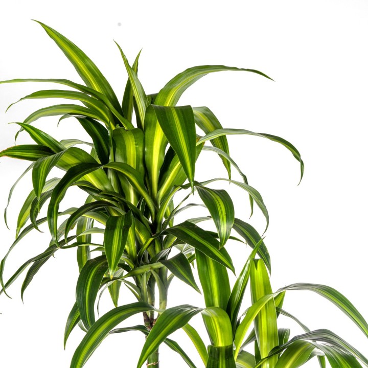 Dracaena Deremensis Hawaiian Sunshine Ø27Cm - ↕170 - 190Cm