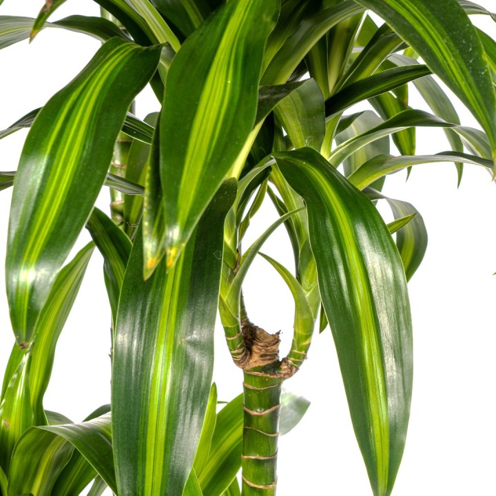 Dracaena Deremensis Hawaiian Sunshine Ø27Cm - ↕170 - 190Cm