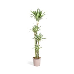 Dracaena Deremensis White Stripe Ø27Cm - ↕170 - 190Cm