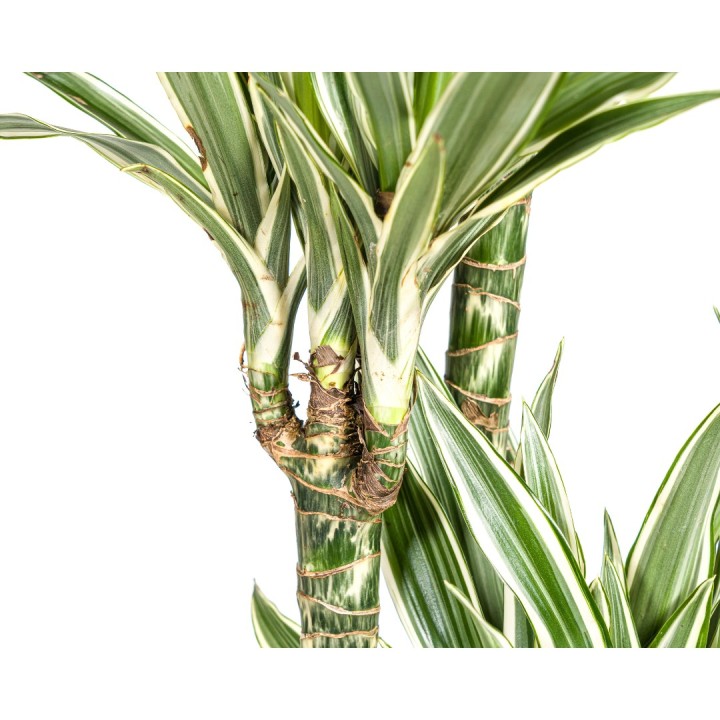 Dracaena Deremensis White Stripe Ø27Cm - ↕170 - 190Cm