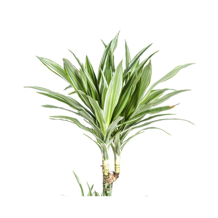 Dracaena Deremensis White Stripe Ø27Cm - ↕170 - 190Cm