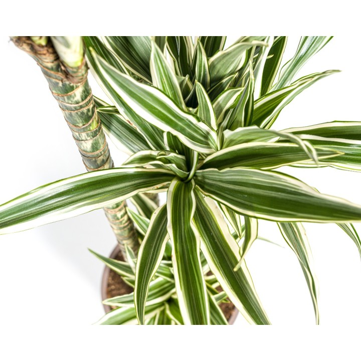 Dracaena Deremensis White Stripe Ø27Cm - ↕170 - 190Cm