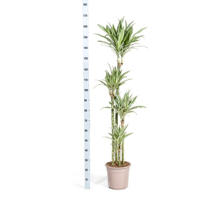 Dracaena Deremensis White Stripe Ø27Cm - ↕170 - 190Cm