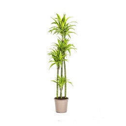 Dracaena Deremensis Lemon Lime Ø27Cm - ↕170 - 190Cm