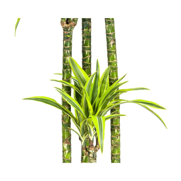 Dracaena Deremensis Lemon Lime Ø27Cm - ↕170 - 190Cm