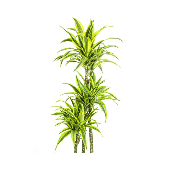 Dracaena Deremensis Lemon Lime Ø27Cm - ↕170 - 190Cm
