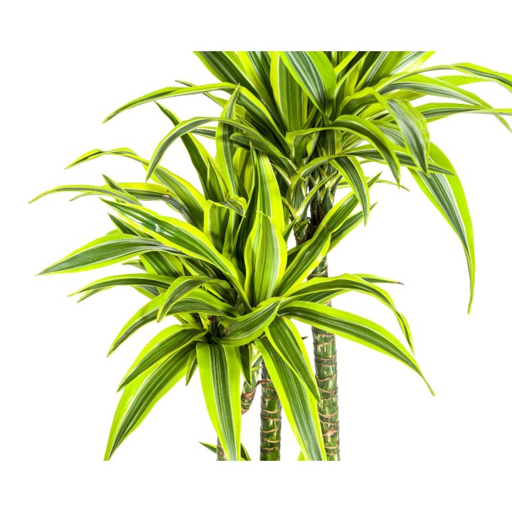 Dracaena Deremensis Lemon Lime Ø27Cm - ↕170 - 190Cm