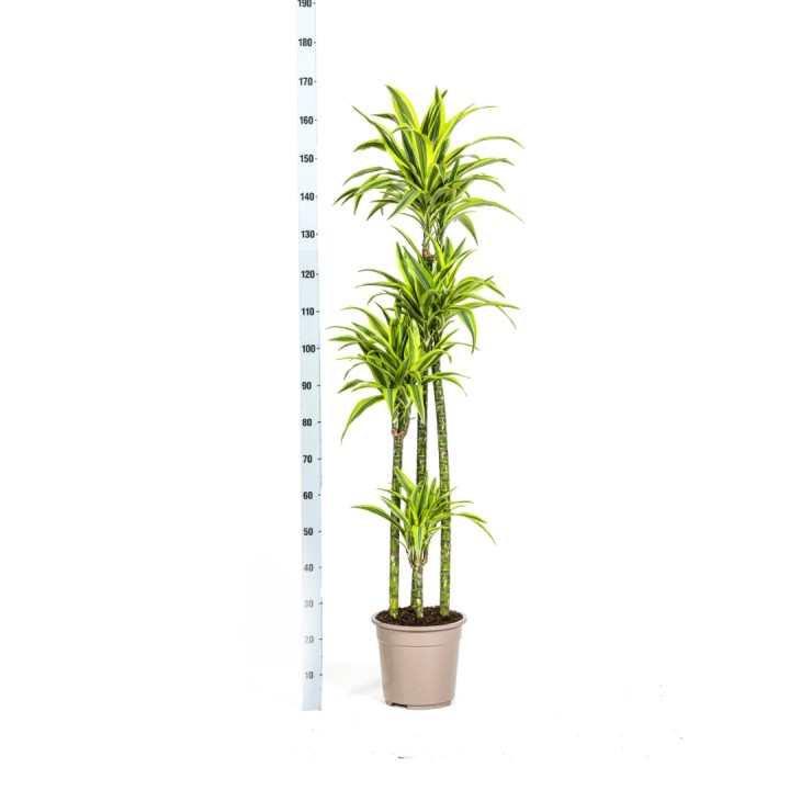 Dracaena Deremensis Lemon Lime Ø27Cm - ↕170 - 190Cm