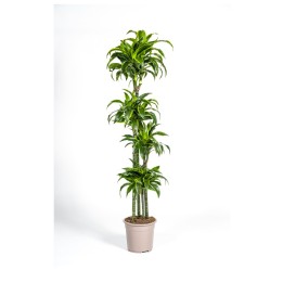 Dracaena Deremensis Dorado Ø27Cm - ↕170 - 190Cm