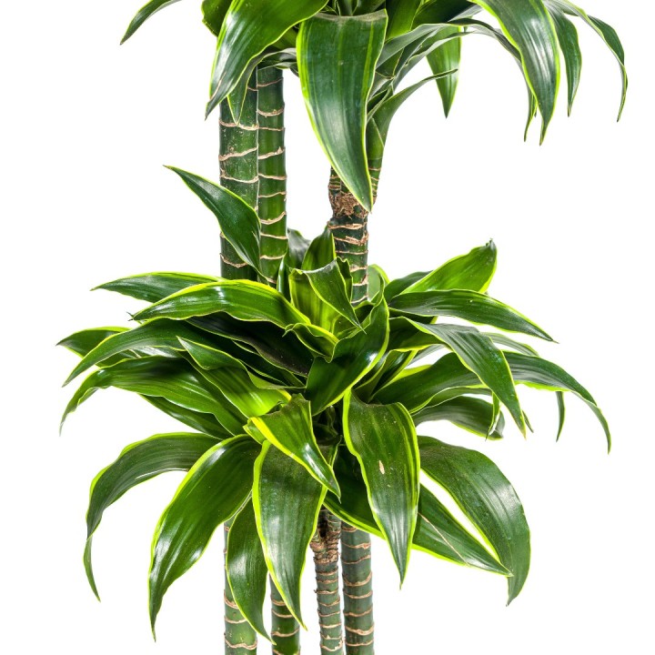 Dracaena Deremensis Dorado Ø27Cm - ↕170 - 190Cm