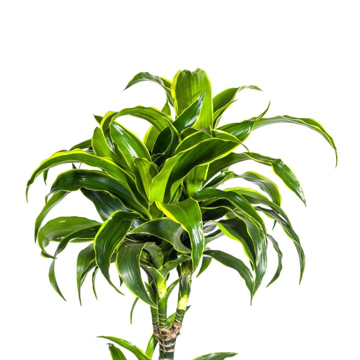 Dracaena Deremensis Dorado Ø27Cm - ↕170 - 190Cm
