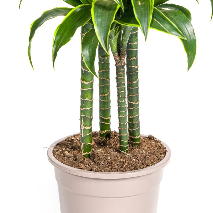 Dracaena Deremensis Dorado Ø27Cm - ↕170 - 190Cm