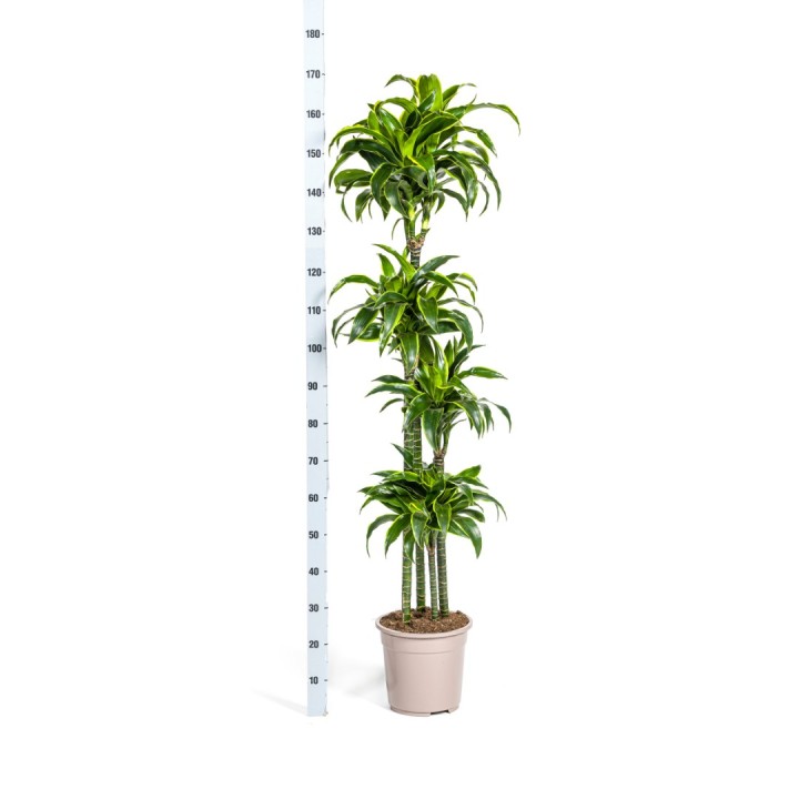 Dracaena Deremensis Dorado Ø27Cm - ↕170 - 190Cm