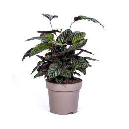 Calathea Ornata Sanderiana Ø27Cm - ↕60 - 80Cm