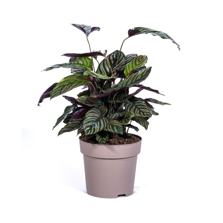 Calathea Ornata Sanderiana Ø27Cm - ↕60 - 80Cm