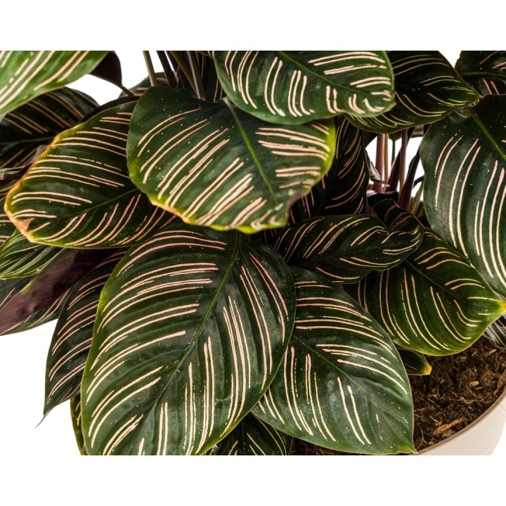 Calathea Ornata Sanderiana Ø27Cm - ↕60 - 80Cm