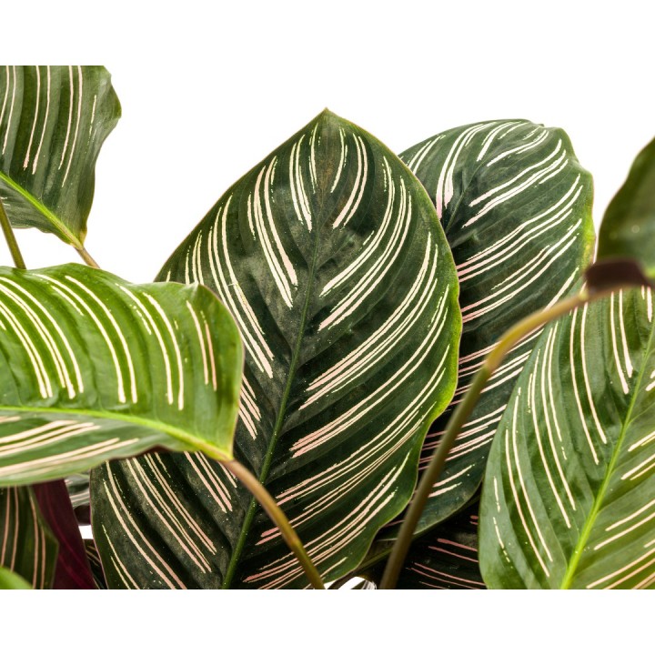 Calathea Ornata Sanderiana Ø27Cm - ↕60 - 80Cm