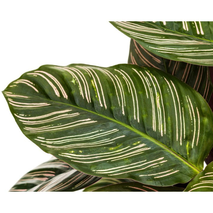 Calathea Ornata Sanderiana Ø27Cm - ↕60 - 80Cm