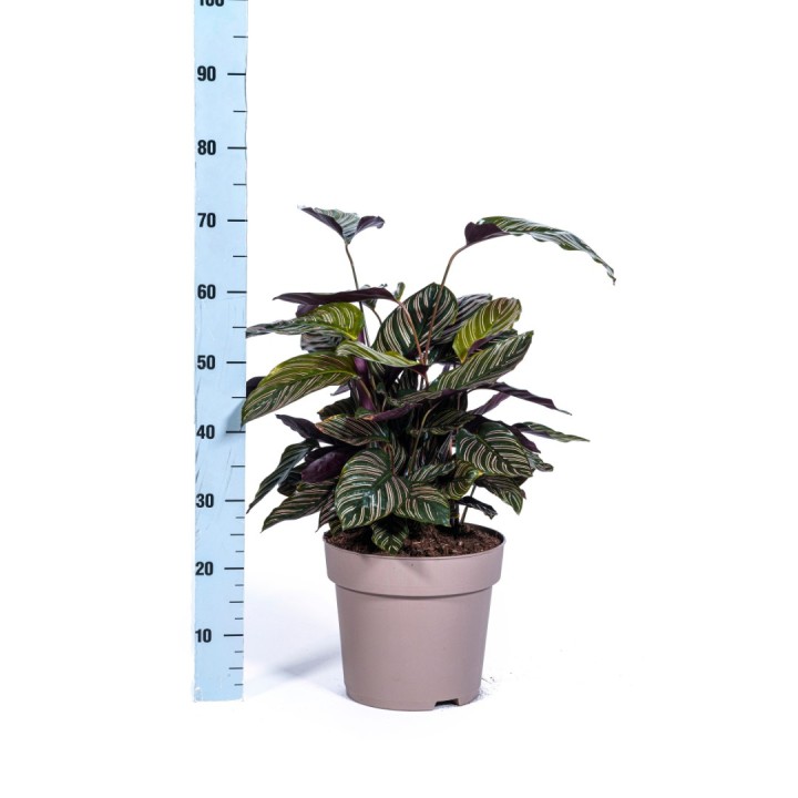 Calathea Ornata Sanderiana Ø27Cm - ↕60 - 80Cm