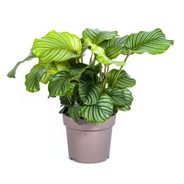 Calathea Orbifolia Ø27Cm - ↕70 - 90Cm