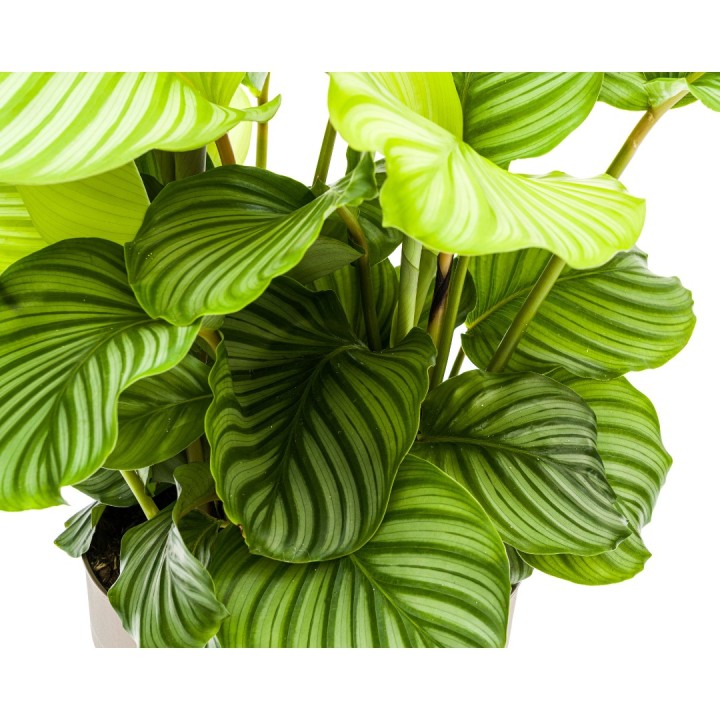 Calathea Orbifolia Ø27Cm - ↕70 - 90Cm