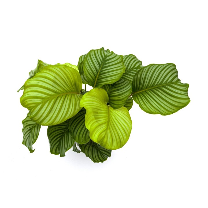 Calathea Orbifolia Ø27Cm - ↕70 - 90Cm