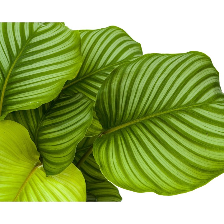 Calathea Orbifolia Ø27Cm - ↕70 - 90Cm
