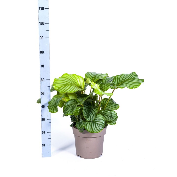 Calathea Orbifolia Ø27Cm - ↕70 - 90Cm