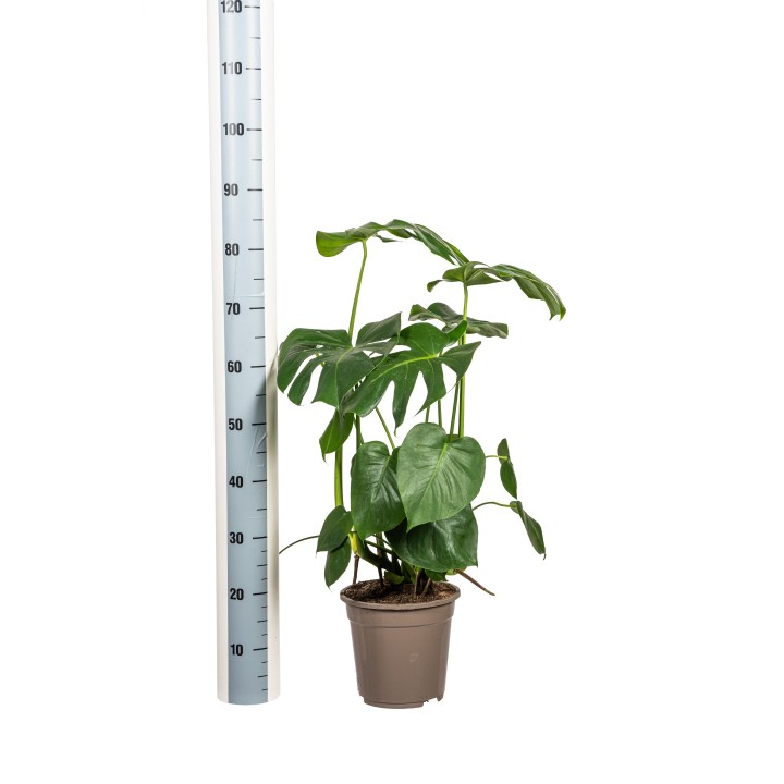 Monstera Deliciosa Tauerii Ø21Cm - ↕70 - 90Cm
