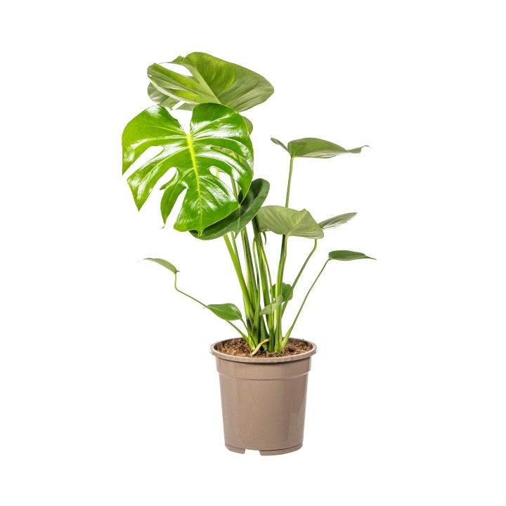 Monstera Deliciosa Tauerii Ø19Cm - ↕70 - 90Cm