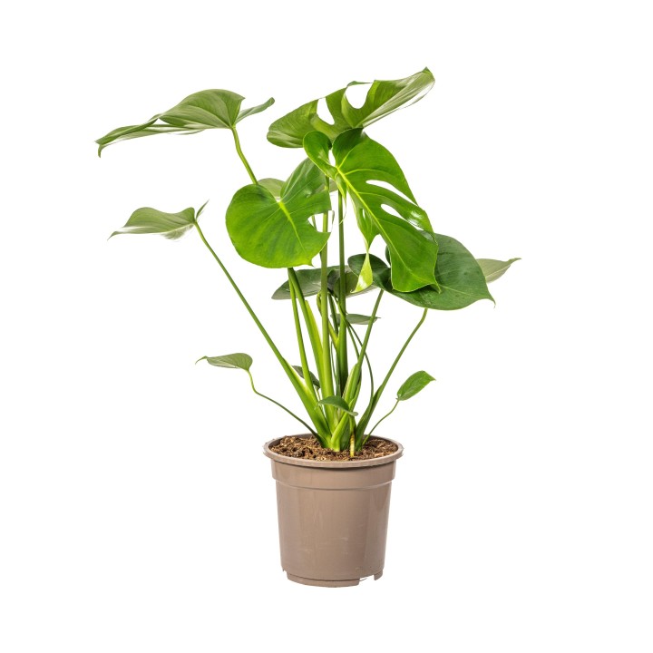 Monstera Deliciosa Tauerii Ø19Cm - ↕70 - 90Cm