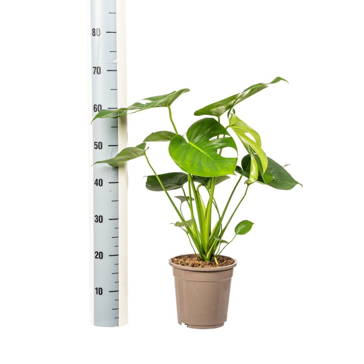 Monstera Deliciosa Tauerii Ø19Cm - ↕70 - 90Cm